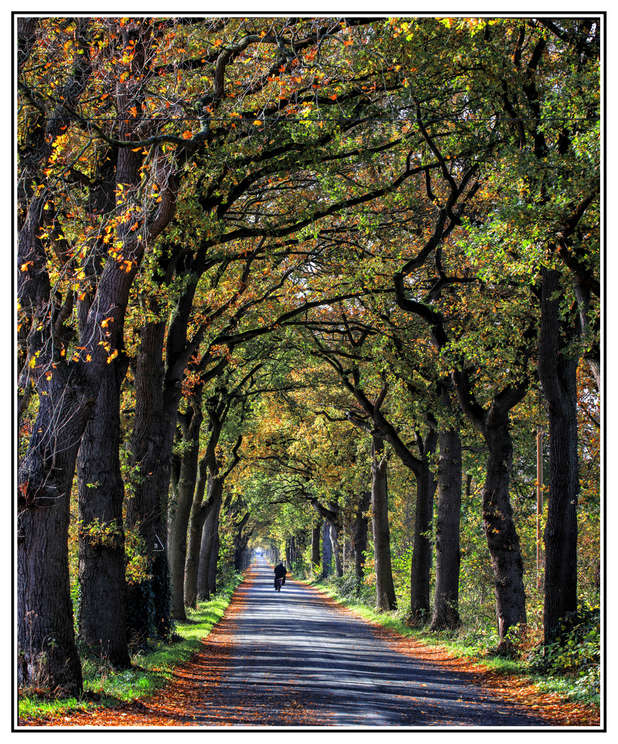 Eichenallee im Münsterland