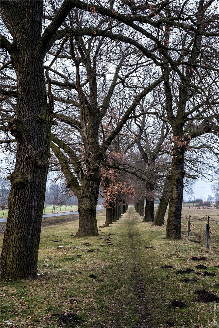 Eichenallee in Altenhausen