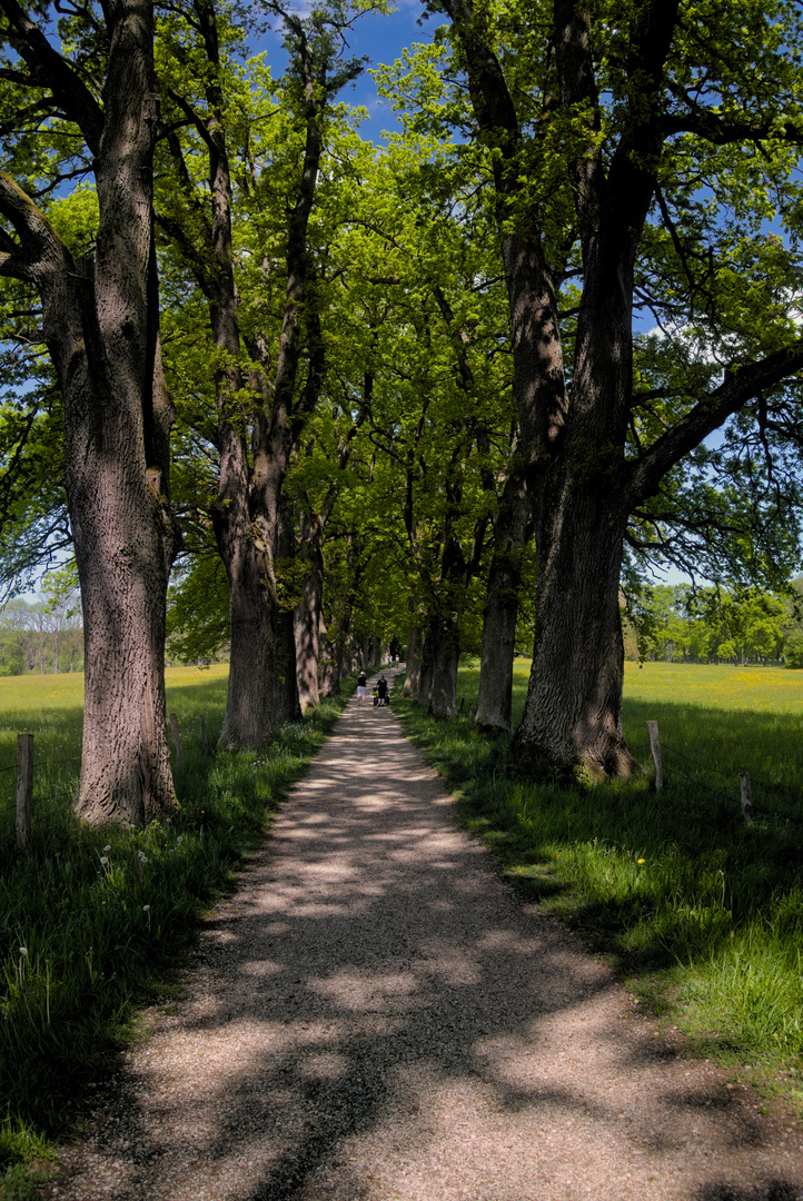 Eichenallee in Ebersberg