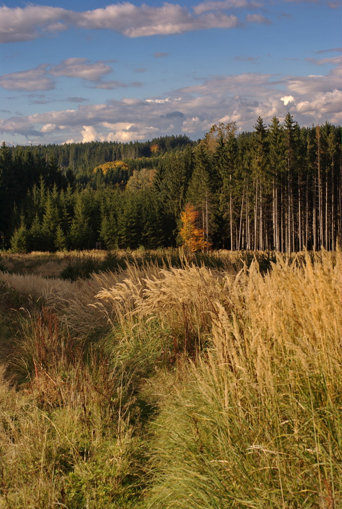 Eichenauer Wald
