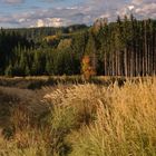 Eichenauer Wald