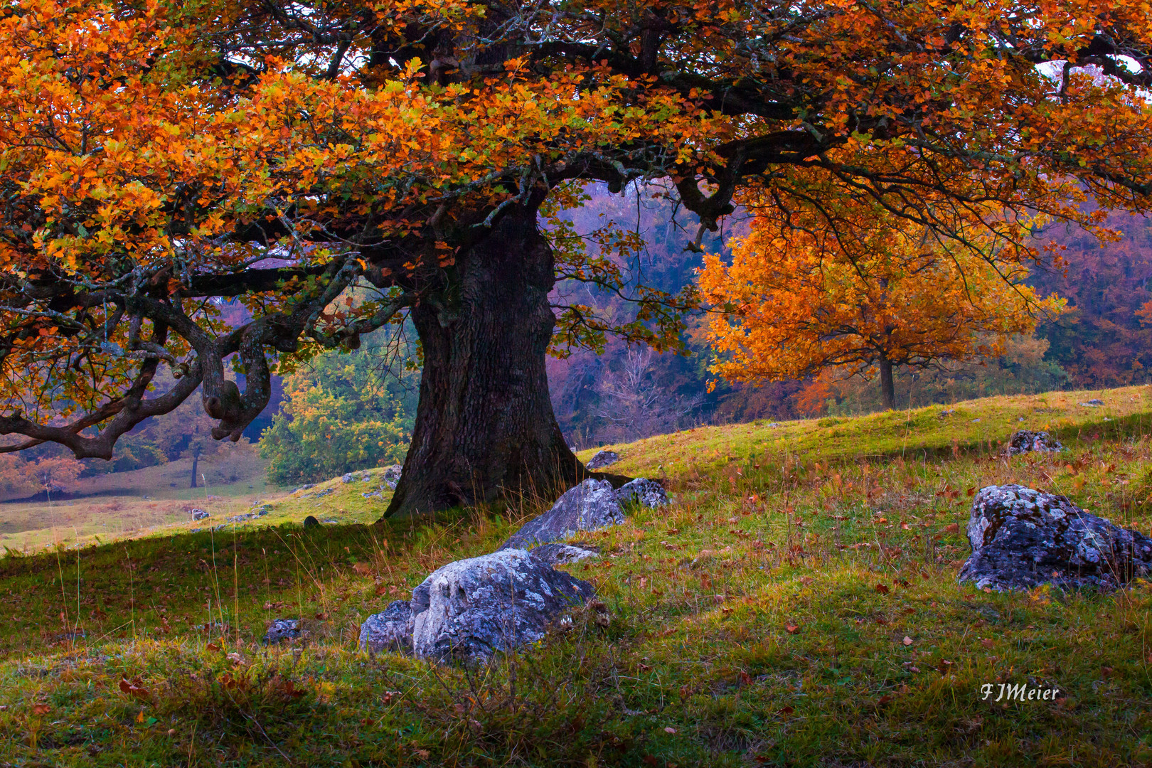 Eichenbäume im Herbst