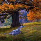 Eichenbäume im Herbst