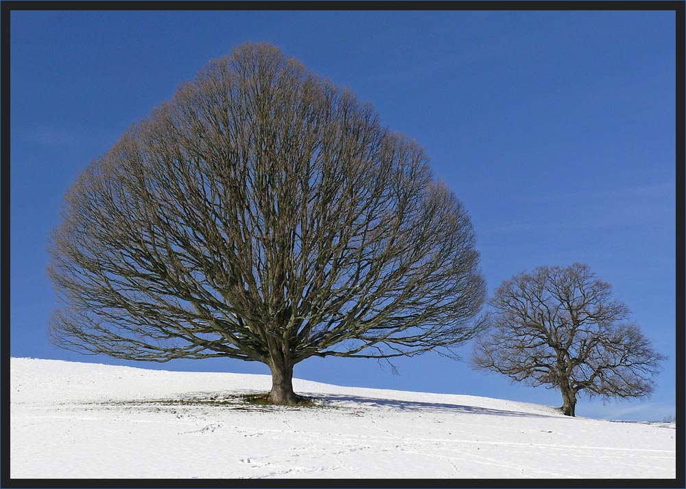 Eichenbäume im Winter..