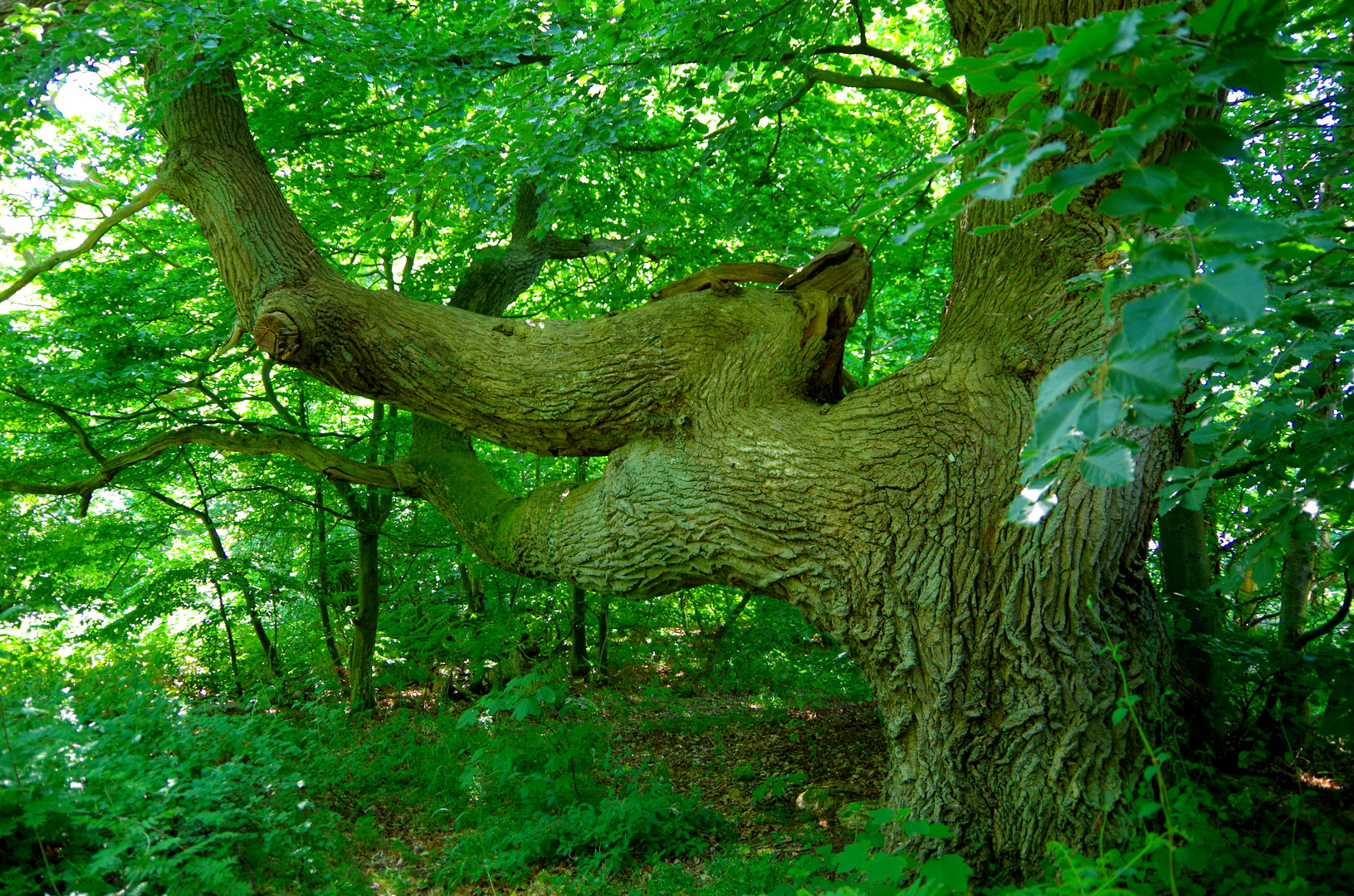 Eichenbaum auf der Insel Vilm in eigenwilliger Wuchsform