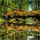 Eichenbaum im Fluss gespiegelt