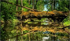 Eichenbaum im Fluss gespiegelt