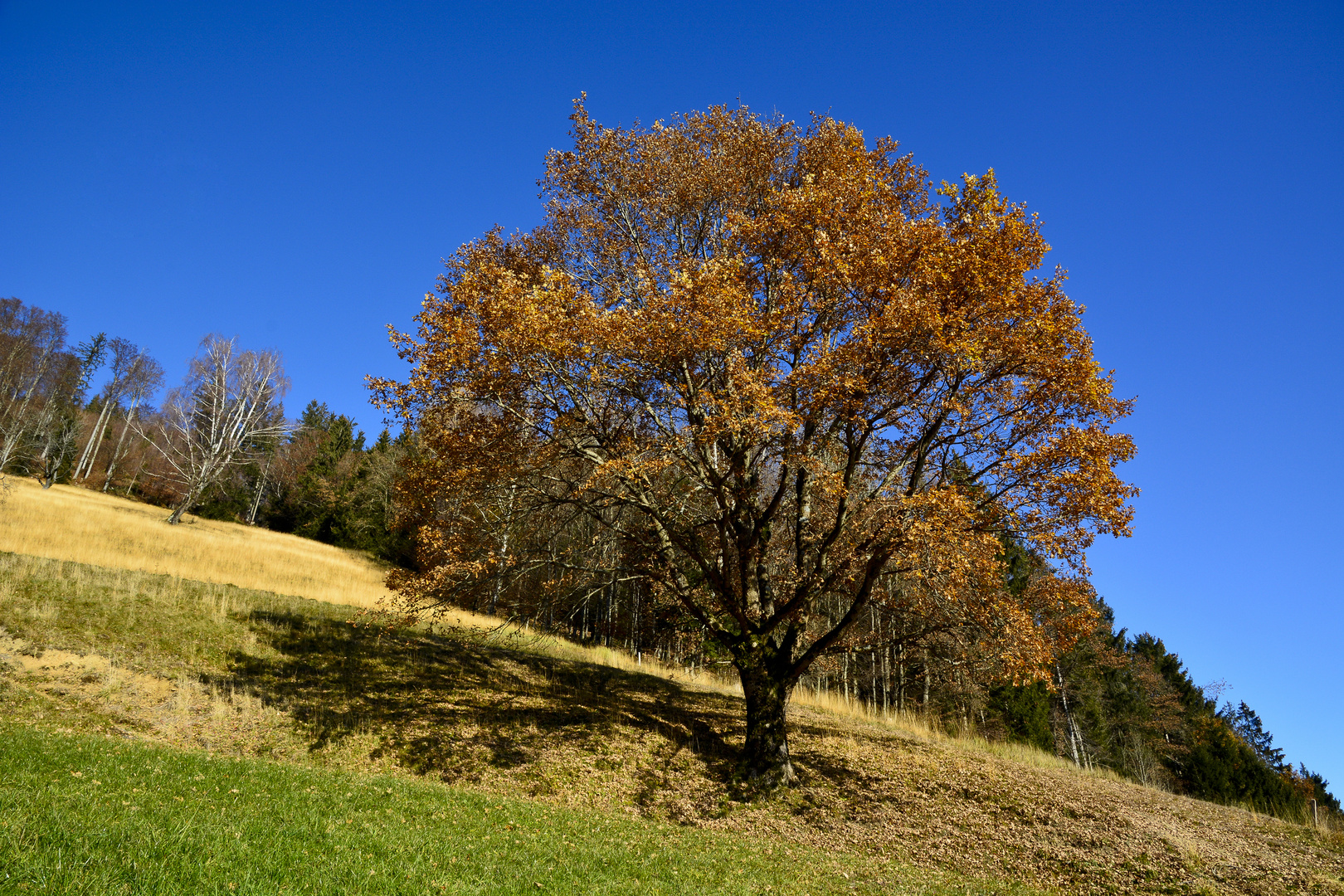 Eichenbaum im Herbst