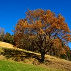 Eichenbaum im Herbst