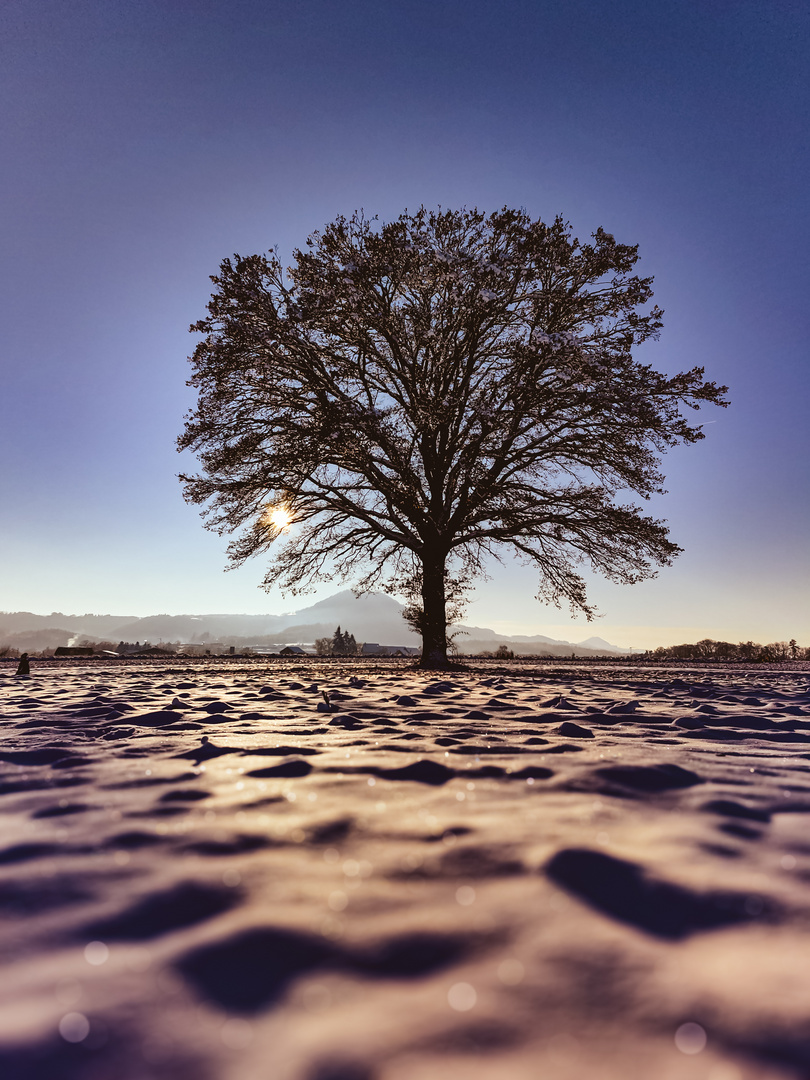 Eichenbaum im Winter