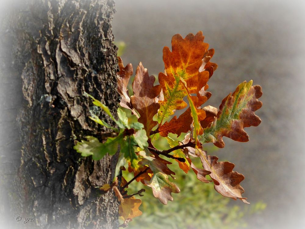 Eichenblätter...... Foto & Bild herbst, laub, blätter Bilder auf