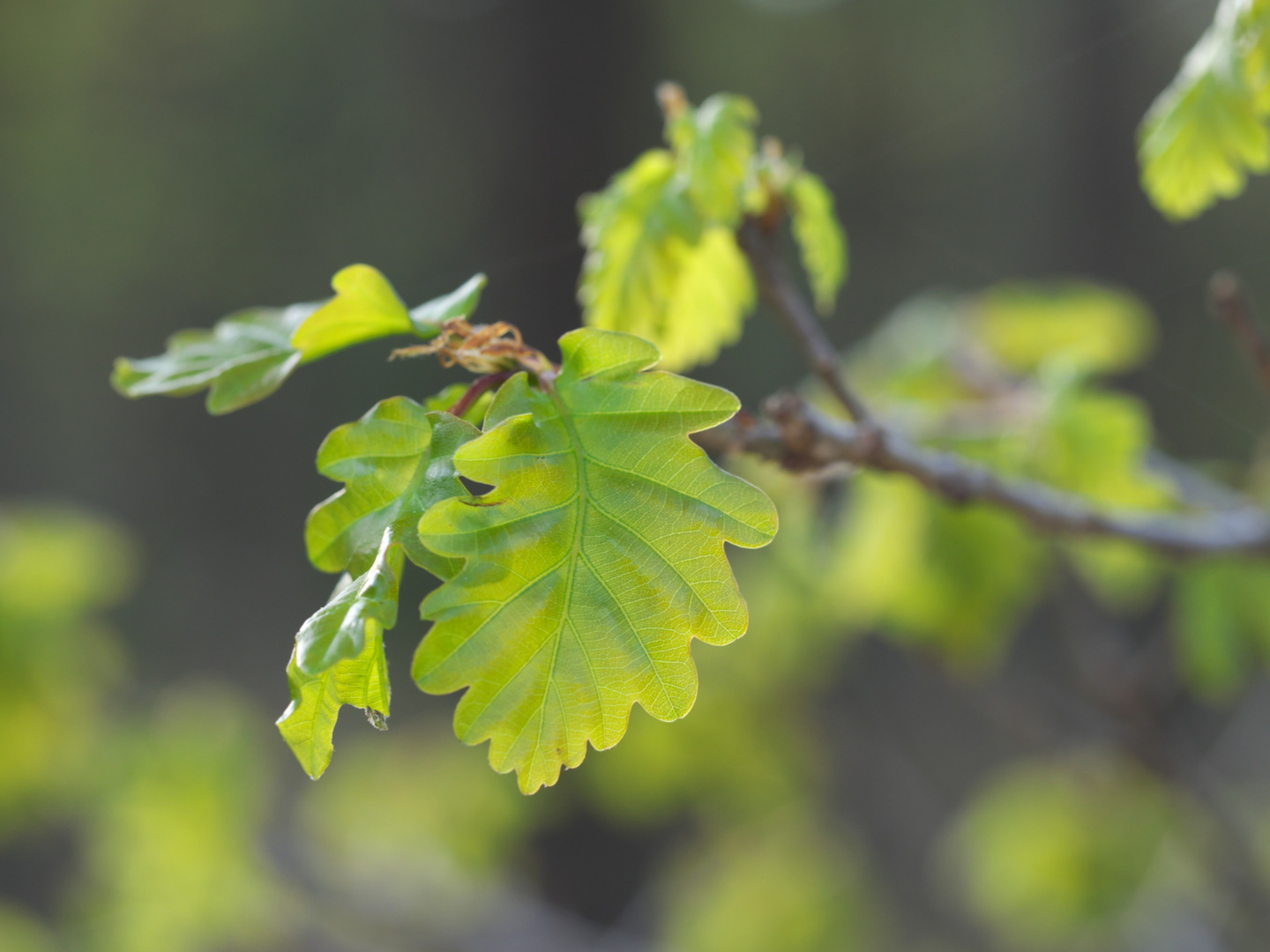 Eichenblätter Frühling 2020 06a