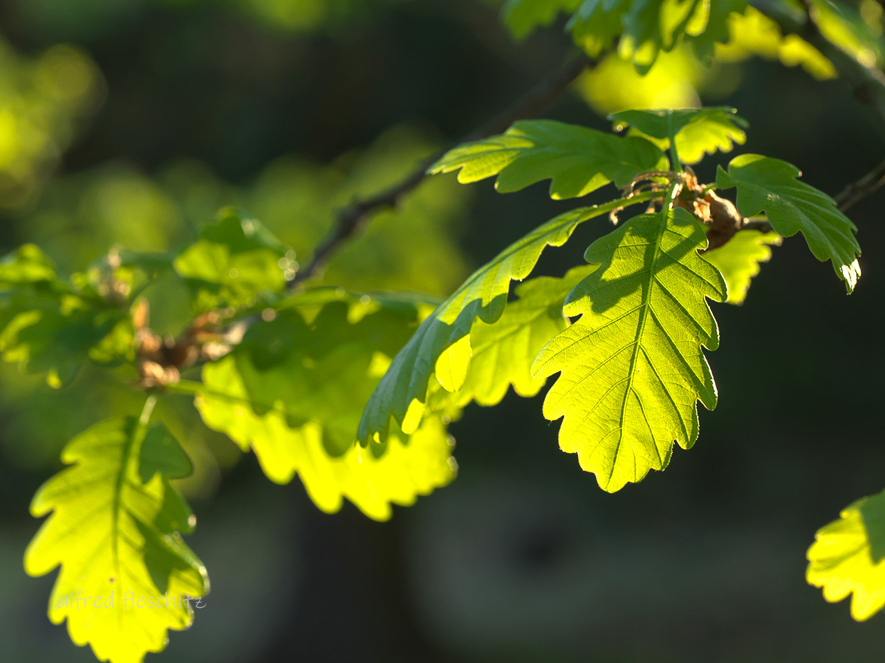 Eichenblätter Frühling 2020 09a Kopie 3