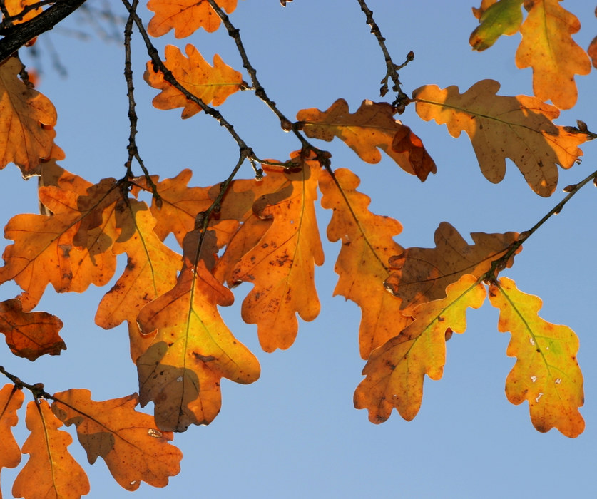 Eichenblätter im Herbst