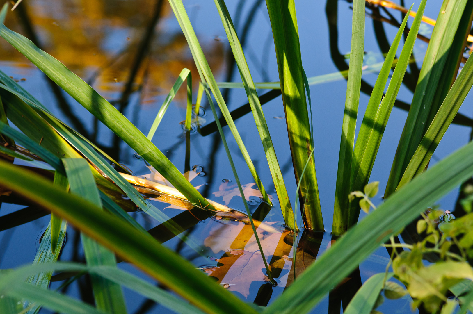 Eichenblätter und Schwertlilien Foto & Bild landschaft, bach, fluss