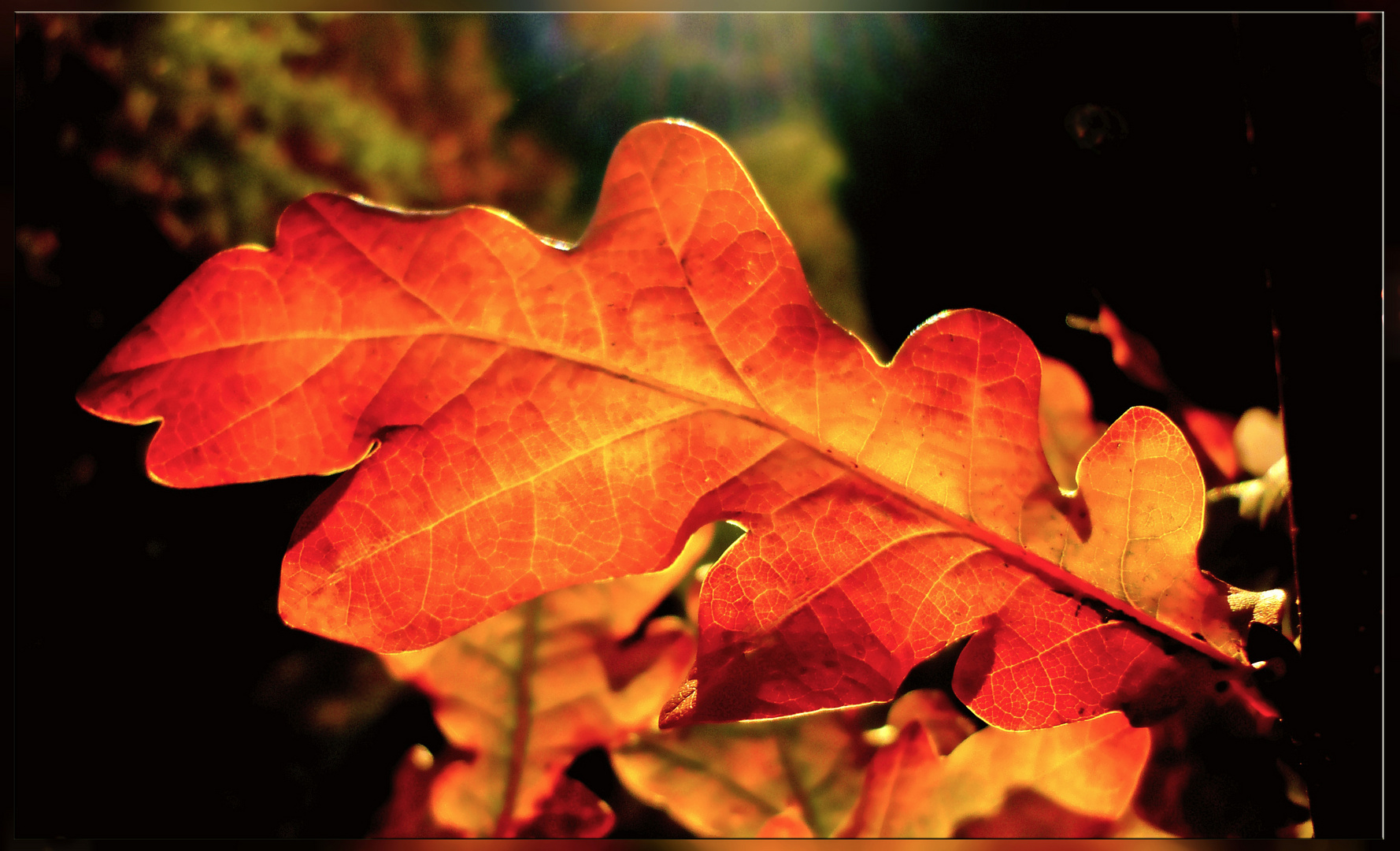  Eichenblatt Foto & Bild jahreszeiten, herbst, natur Bilder auf