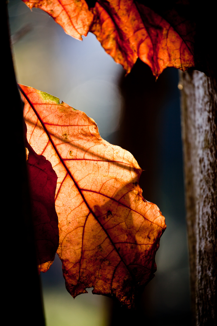 Eichenblatt im Herbst