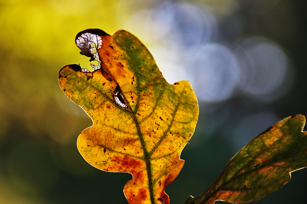 Eichenblatt im Herbst