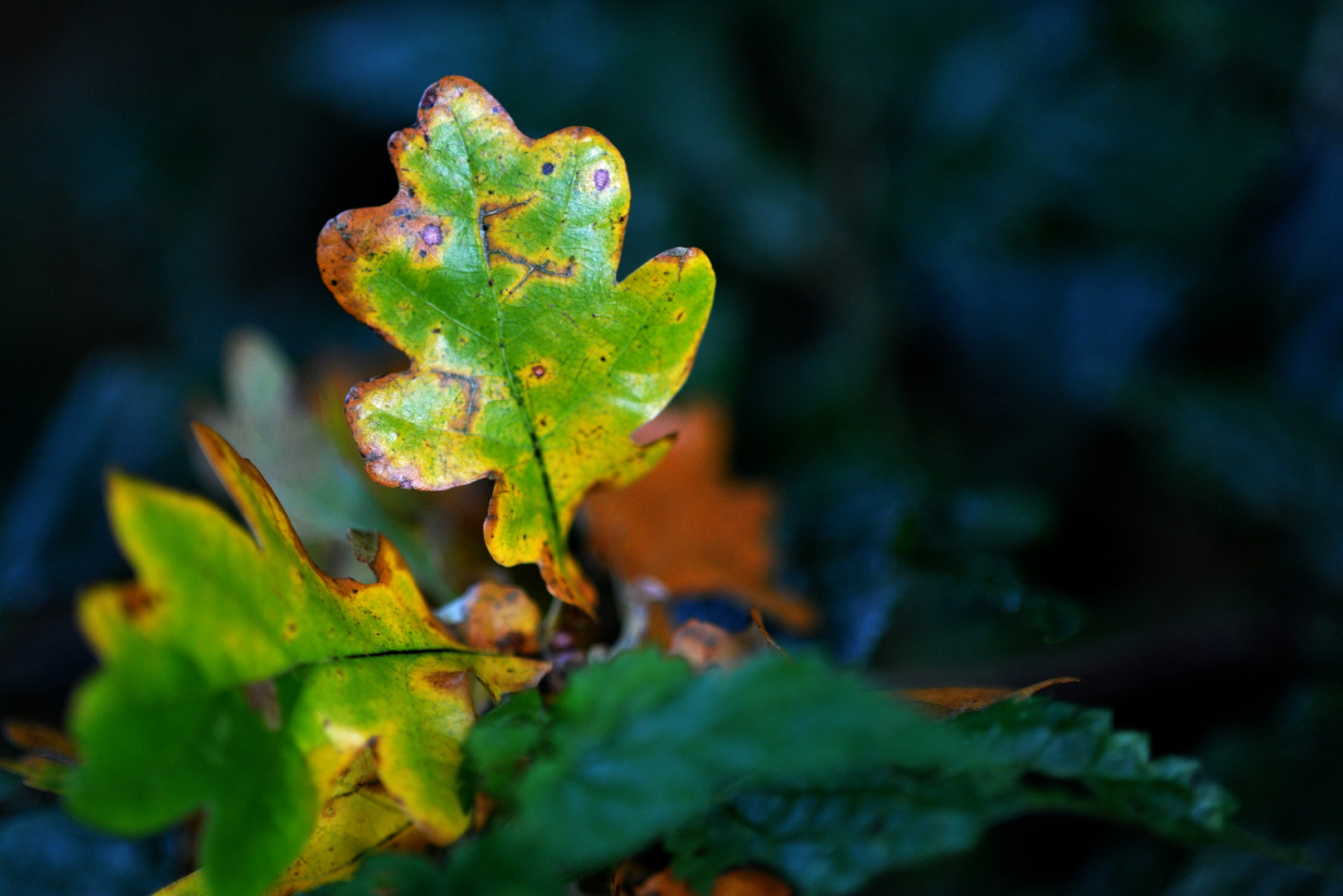 Eichenblatt im Herbst