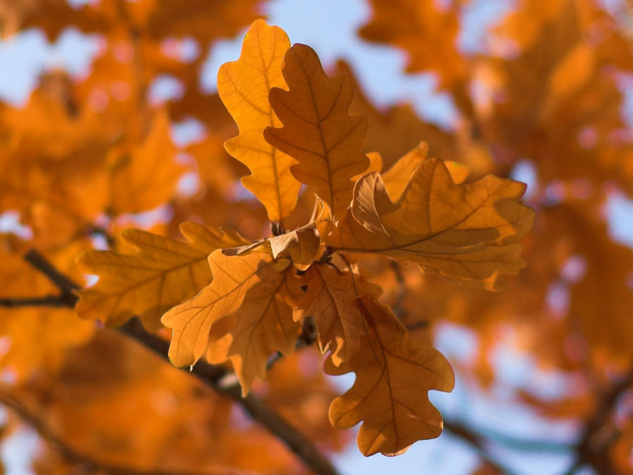 Eichenblatt im Herbst Foto & Bild | pflanzen, pilze & flechten, bäume ...