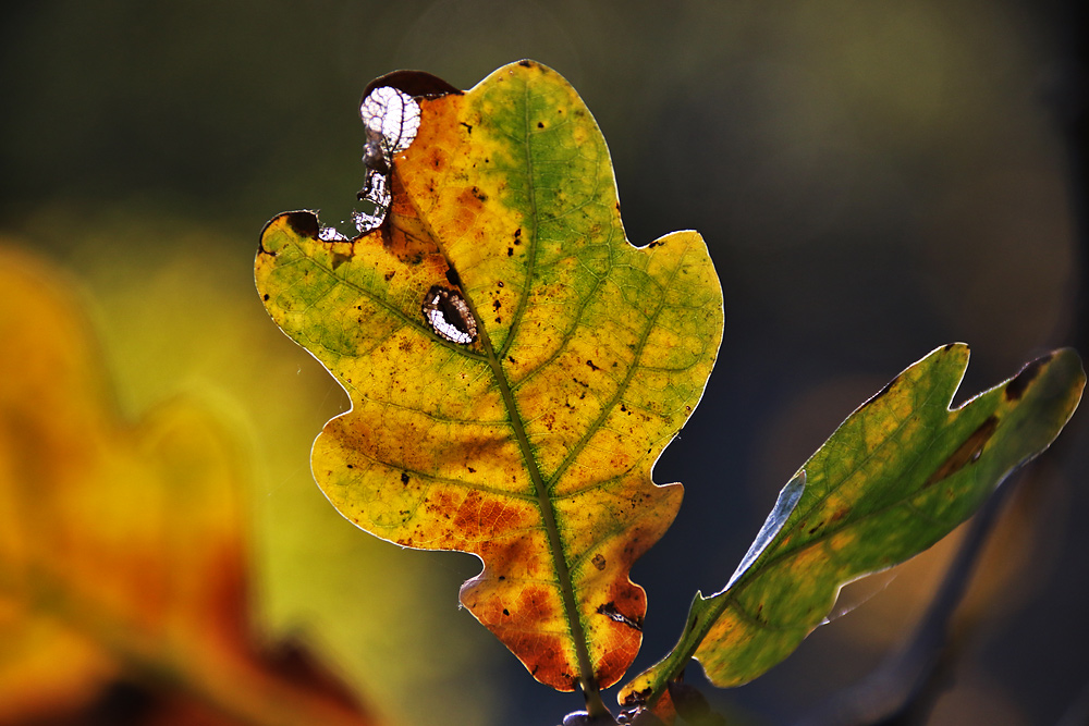 Eichenblatt im herbstlichen Gewand