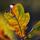 Eichenblatt im herbstlichen Gewand