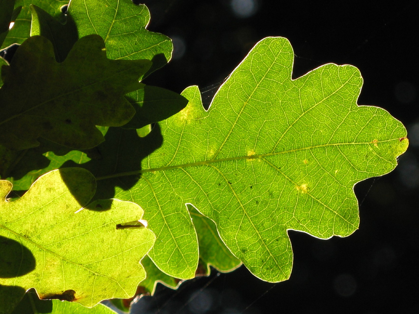 Eichenblatt mit Sonnenrand / Leaf with sun-covered frame