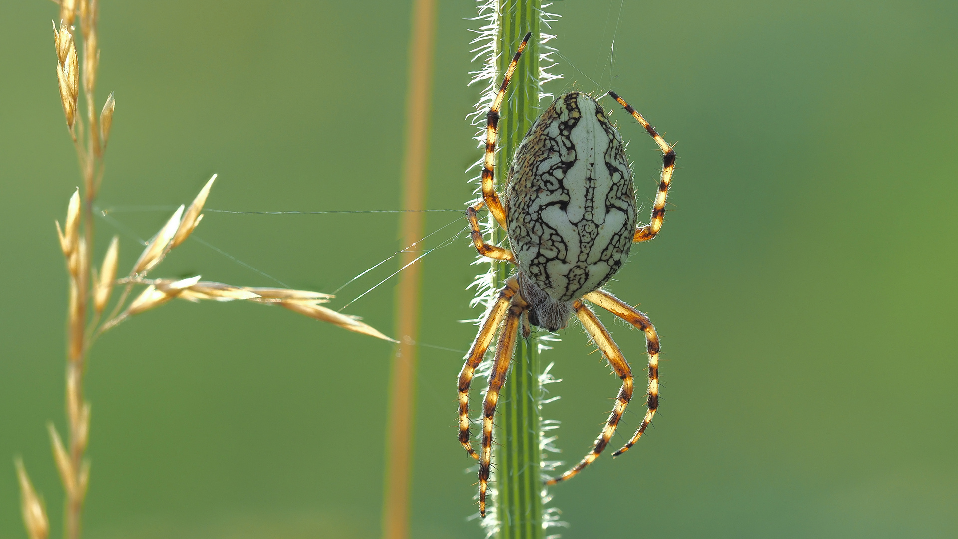 Eichenblatt Radnetzspinne