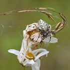 Eichenblatt-Radspinne (Aculepeira aculeata)