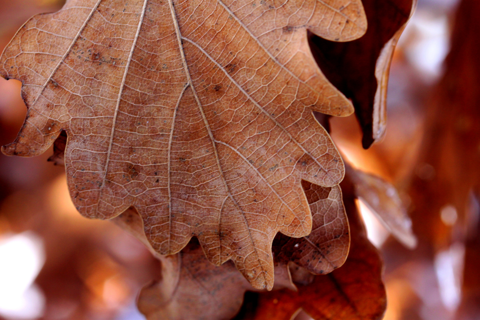 Eichenblattsche Herbststimmung