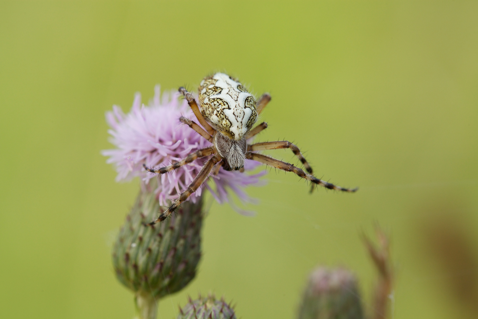 Eichenblattspinne