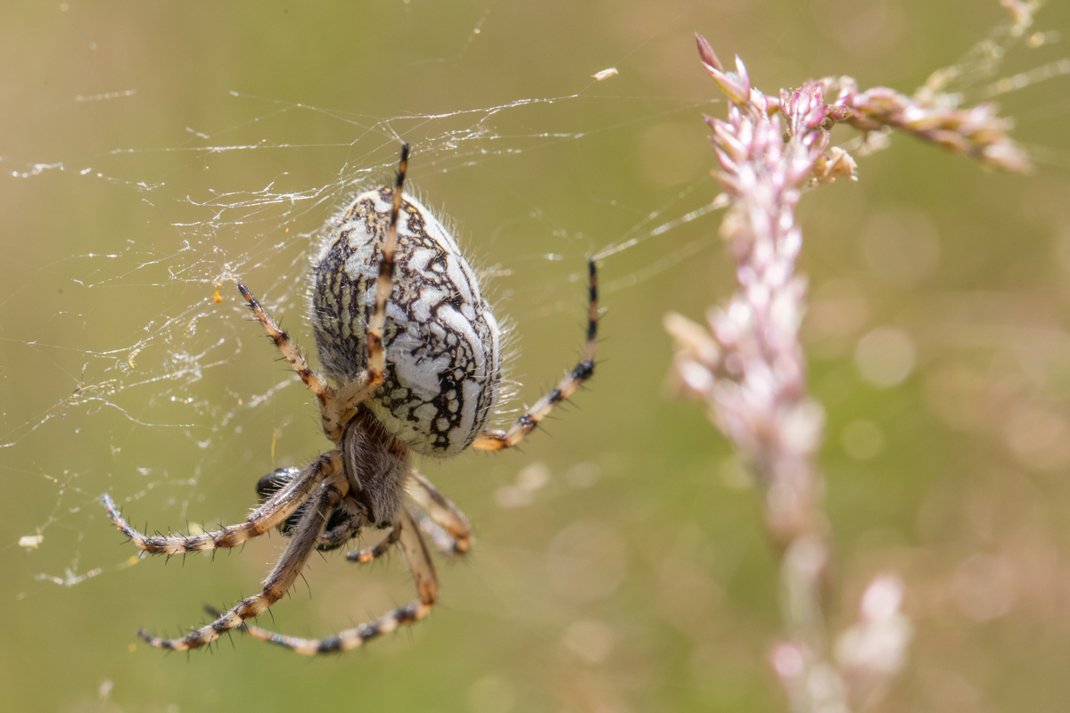 Eichenblattspinne