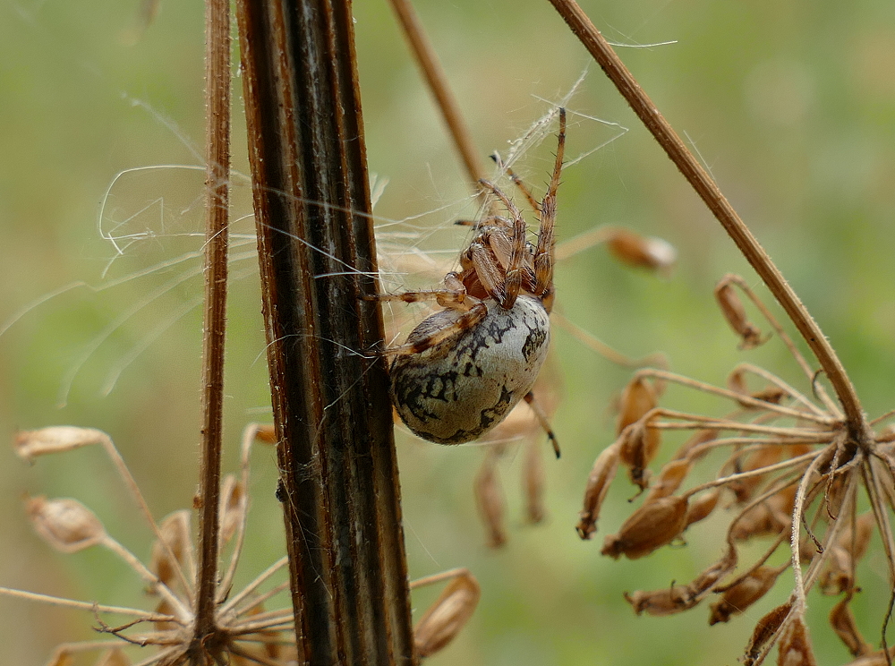 Eichenblattspinne