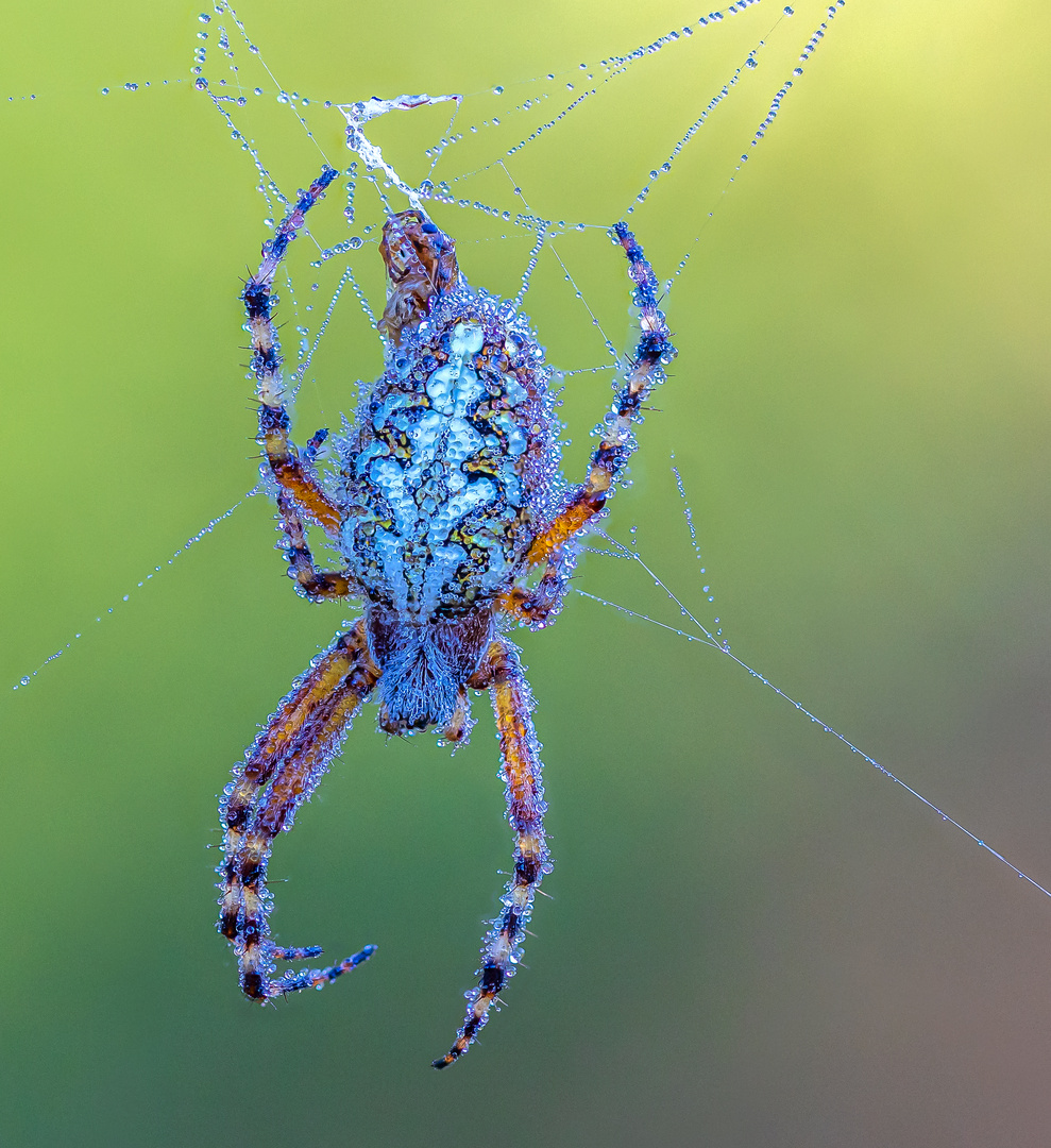 Eichenblattspinne mit Tautropfen