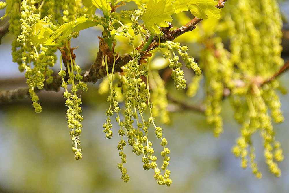 Eichenblüte