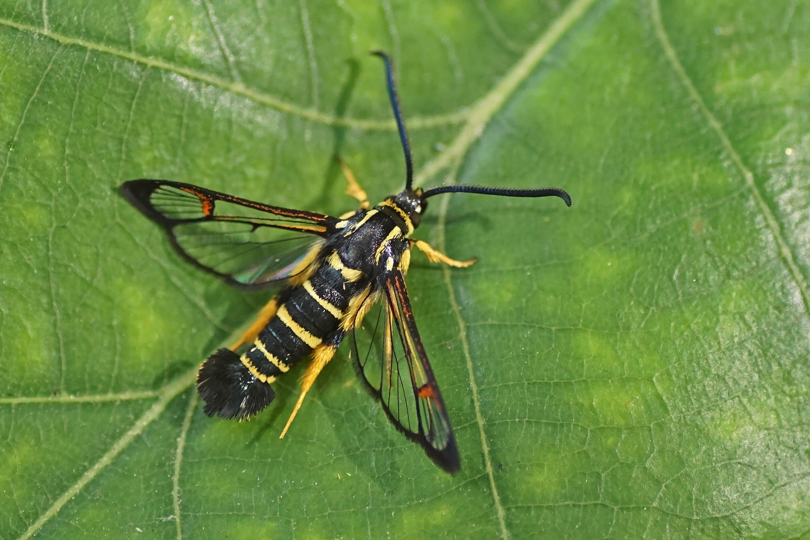 Eichenglasflügler (Synanthedon vespiformis)