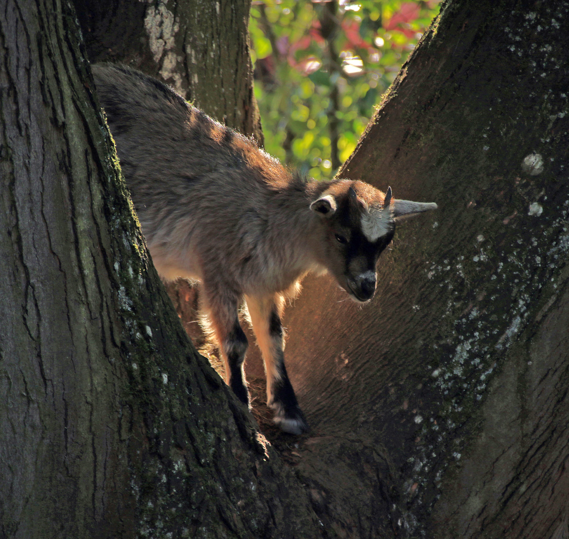 Eichenhörnchen 