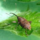 Eichenkäfer (Curculio glandium) - ein dicker Rüsselkäfer