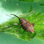 Eichenkäfer (Curculio glandium) - ein dicker Rüsselkäfer