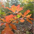 Eichenlaub im Herbst