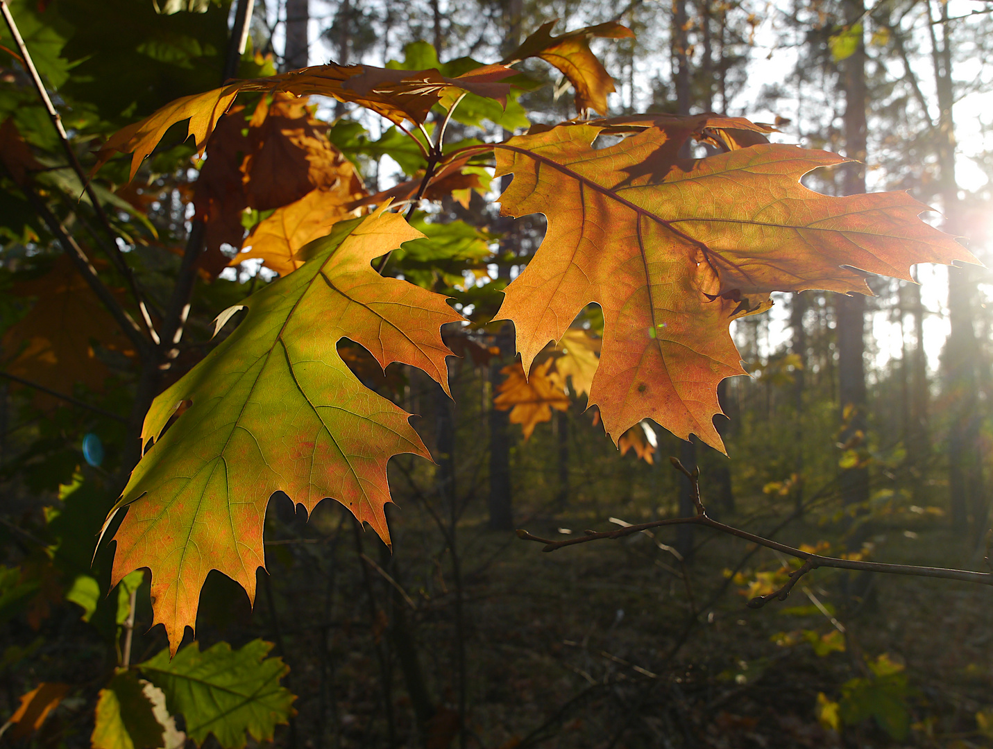 Eichenlaub im Herbst - Zeit des Gegenlichts