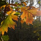 Eichenlaub im Herbst - Zeit des Gegenlichts