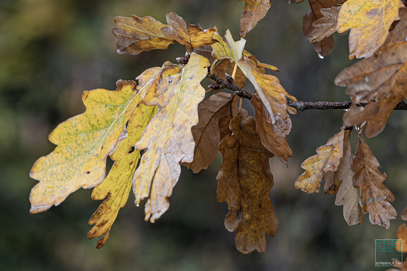 Eichenlaub im November