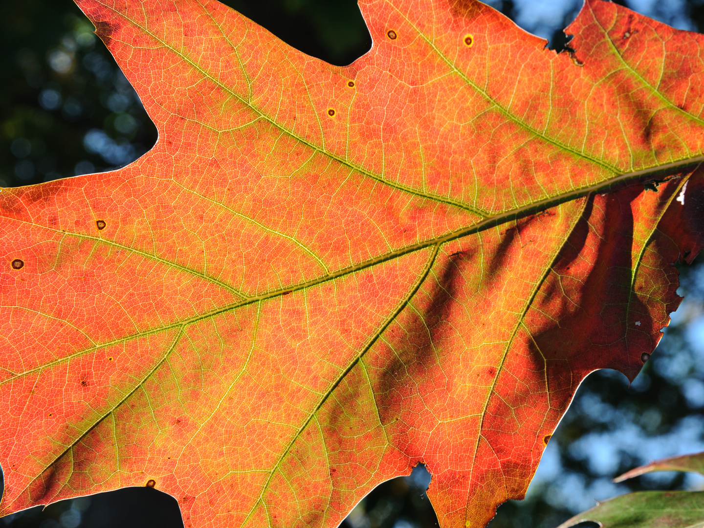 Eichenlaub mit Herbstfärbung