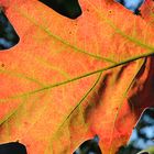 Eichenlaub mit Herbstfärbung