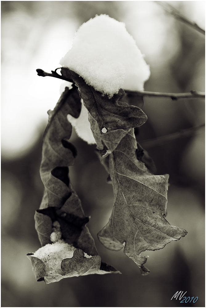 Eichenlaub mit Schnee