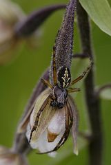 Eichenlaubspinne an einer Orchideenblüte (E.palustris)..