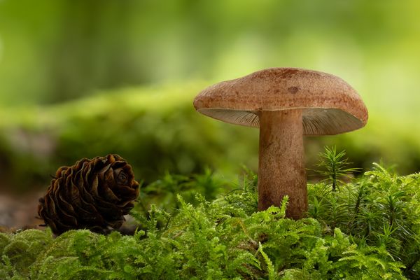 Eichenmilchling - für Jürgen!