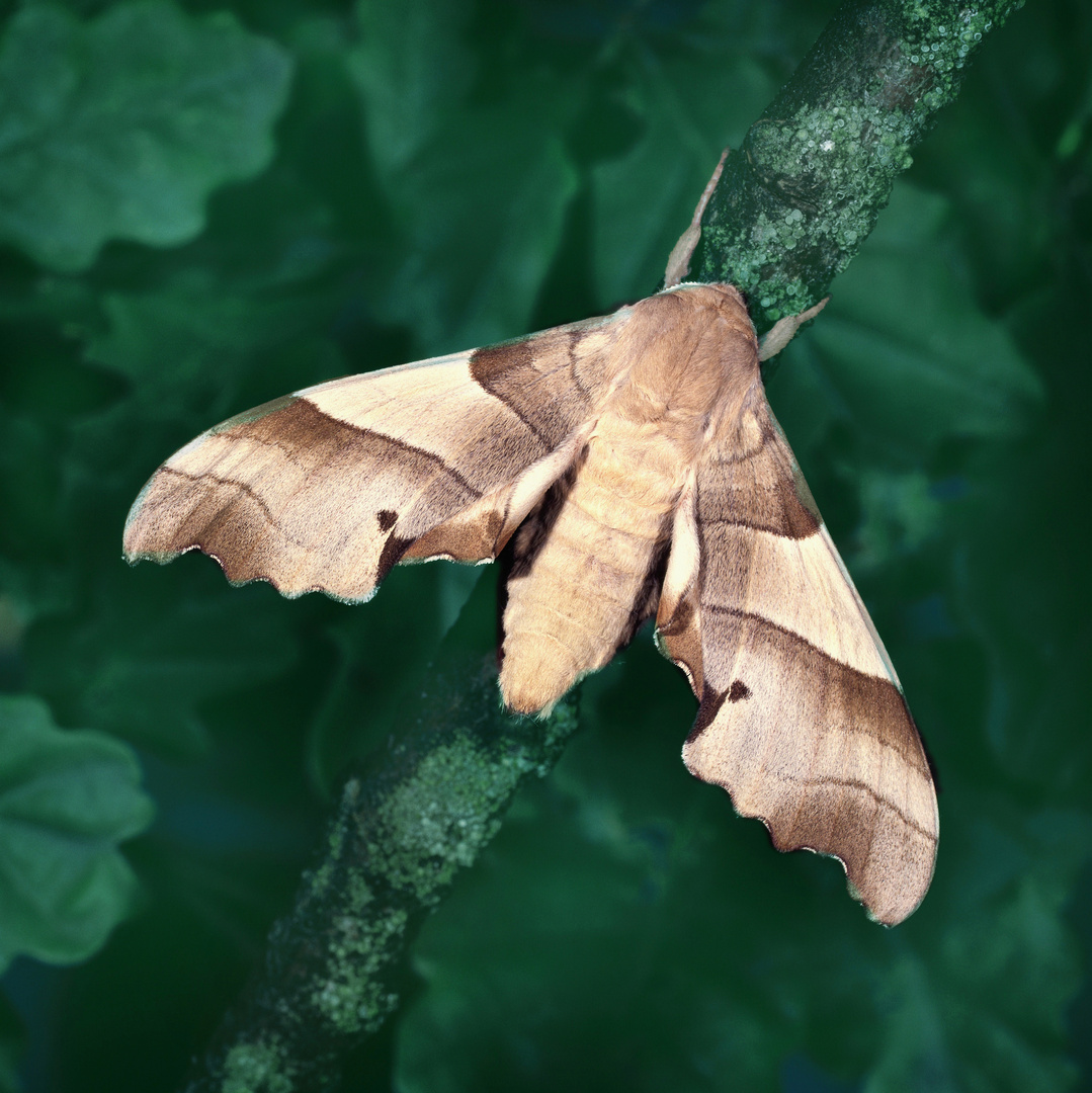 Eichenschwärmer (w), Oak Hawk-moth, Marumba quercus
