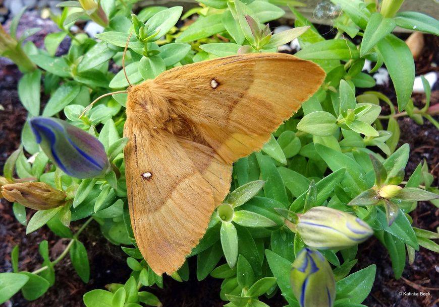 Eichenspinner (Lasiocampa quercus).